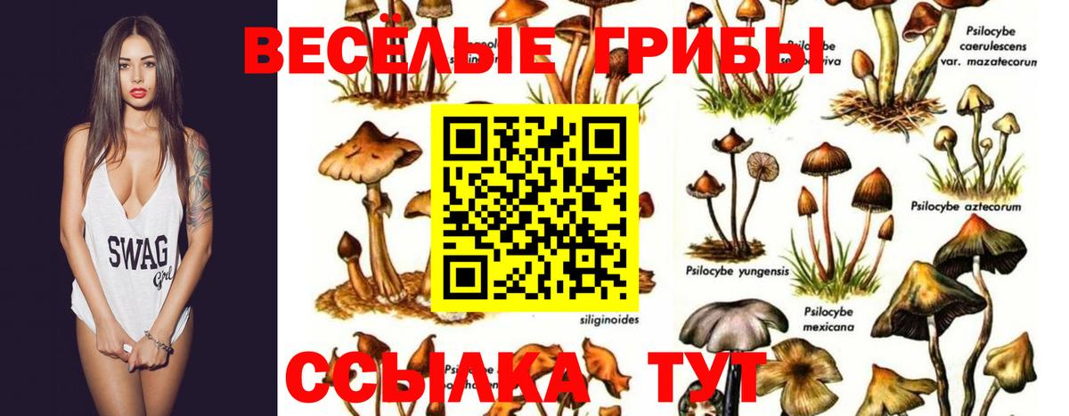 Галлюциногенные грибы Magic Shrooms  Галлюциногенные грибы мицелий  Вход с VPN  Чебоксары 